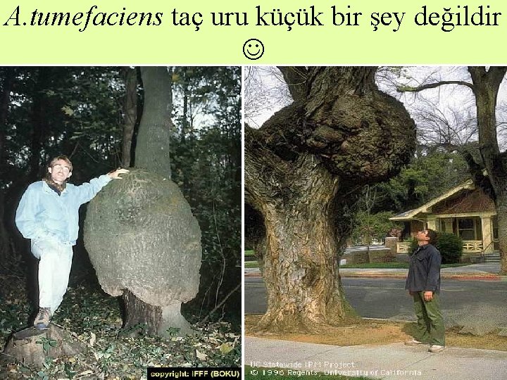 A. tumefaciens taç uru küçük bir şey değildir 