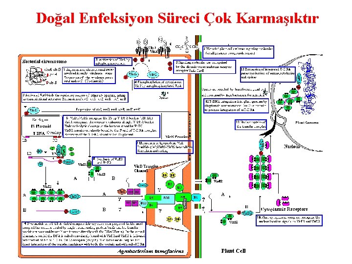 Doğal Enfeksiyon Süreci Çok Karmaşıktır 