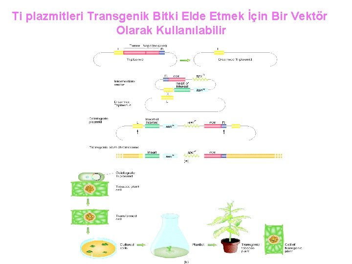 Ti plazmitleri Transgenik Bitki Elde Etmek İçin Bir Vektör Olarak Kullanılabilir 