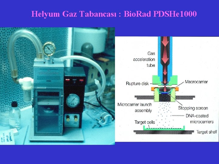 Helyum Gaz Tabancası : Bio. Rad PDSHe 1000 