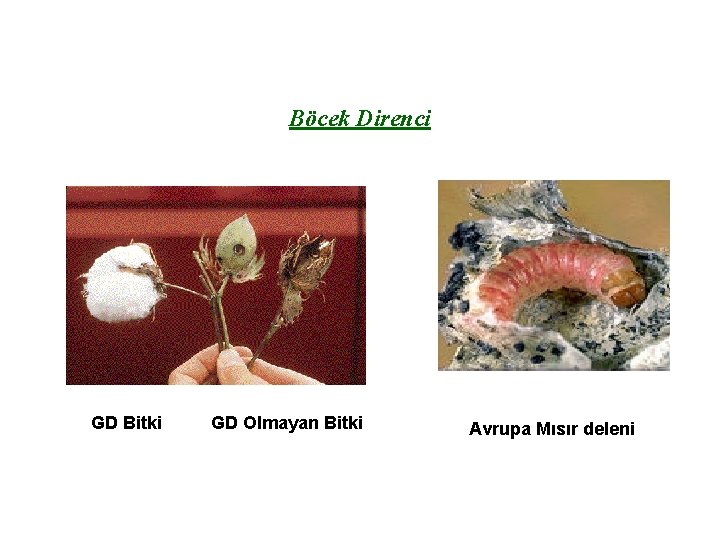 Böcek Direnci GD Bitki GD Olmayan Bitki Avrupa Mısır deleni 