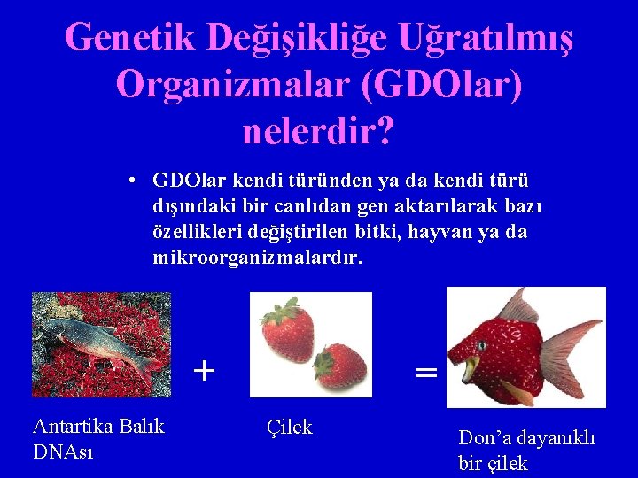 Genetik Değişikliğe Uğratılmış Organizmalar (GDOlar) nelerdir? • GDOlar kendi türünden ya da kendi türü