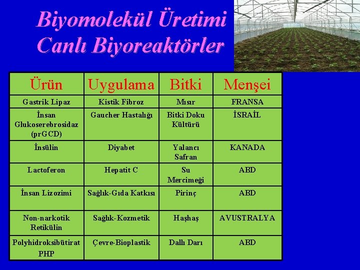 Biyomolekül Üretimi Canlı Biyoreaktörler Ürün Uygulama Bitki Menşei Gastrik Lipaz Kistik Fibroz Mısır FRANSA