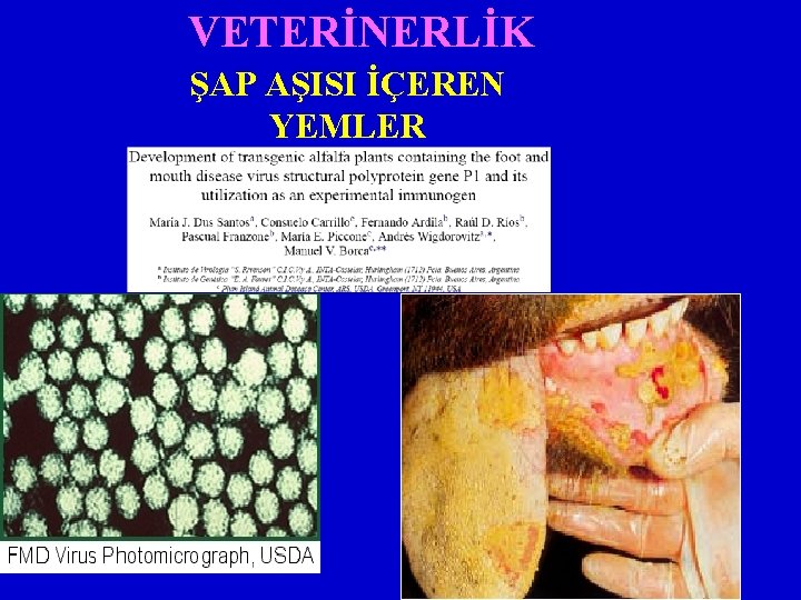 VETERİNERLİK ŞAP AŞISI İÇEREN YEMLER 