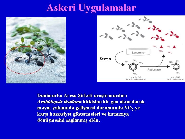 Askeri Uygulamalar Sızıntı Danimarka Aresa Şirketi araştırmacıları Arabidopsis thaliana bitkisine bir gen aktarılarak mayın