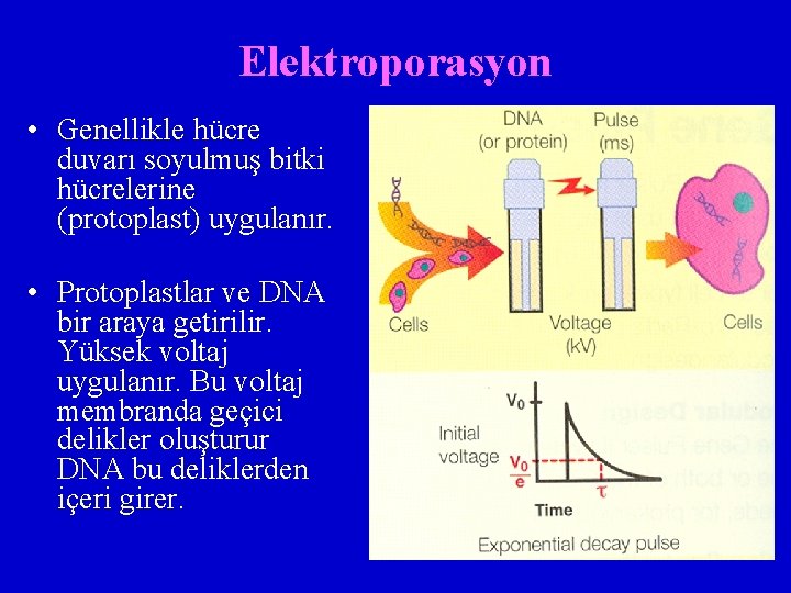 Elektroporasyon • Genellikle hücre duvarı soyulmuş bitki hücrelerine (protoplast) uygulanır. • Protoplastlar ve DNA