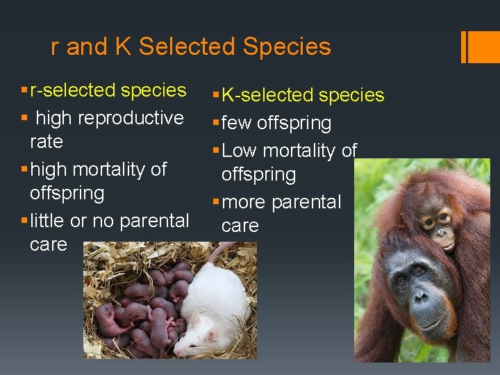 r and K Selected Species § r-selected species § high reproductive rate § high
