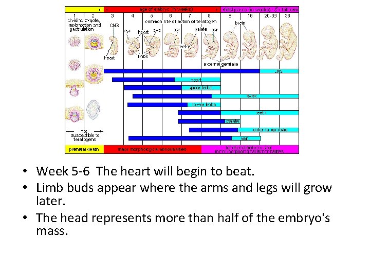  • Week 5 -6 The heart will begin to beat. • Limb buds