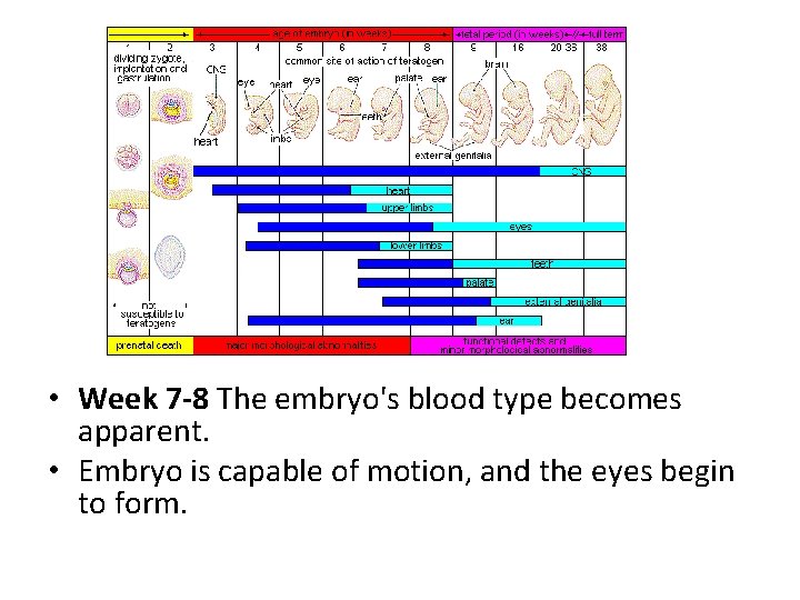  • Week 7 -8 The embryo's blood type becomes apparent. • Embryo is