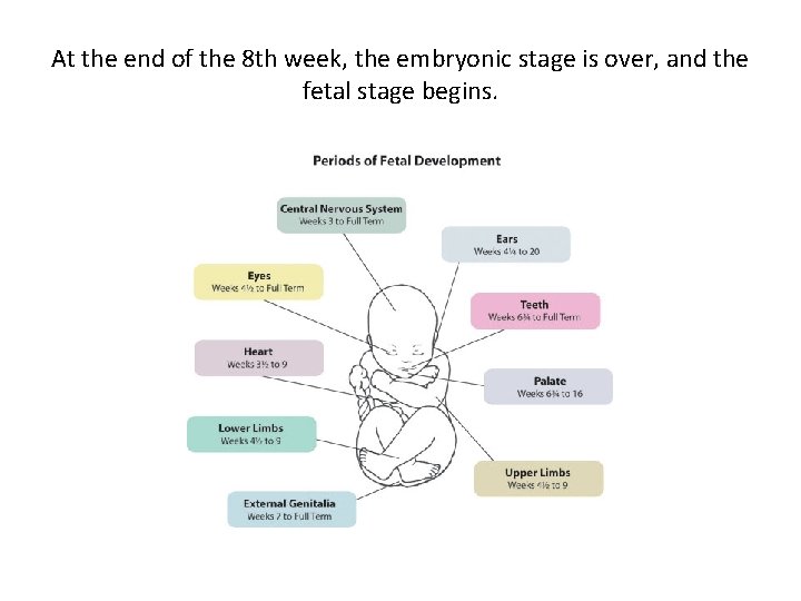 At the end of the 8 th week, the embryonic stage is over, and