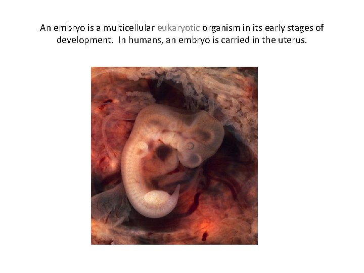 An embryo is a multicellular eukaryotic organism in its early stages of development. In