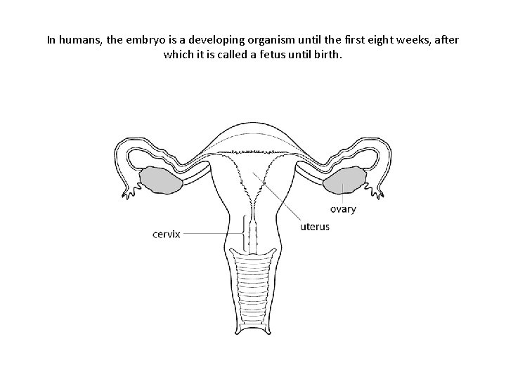 In humans, the embryo is a developing organism until the first eight weeks, after