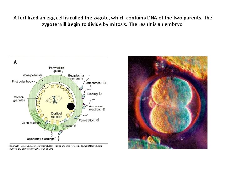 A fertilized an egg cell is called the zygote, which contains DNA of the