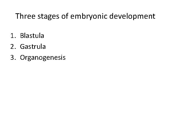 Three stages of embryonic development 1. Blastula 2. Gastrula 3. Organogenesis 