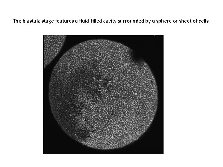 The blastula stage features a fluid-filled cavity surrounded by a sphere or sheet of