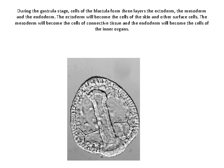During the gastrula stage, cells of the blastula form three layers the ectoderm, the