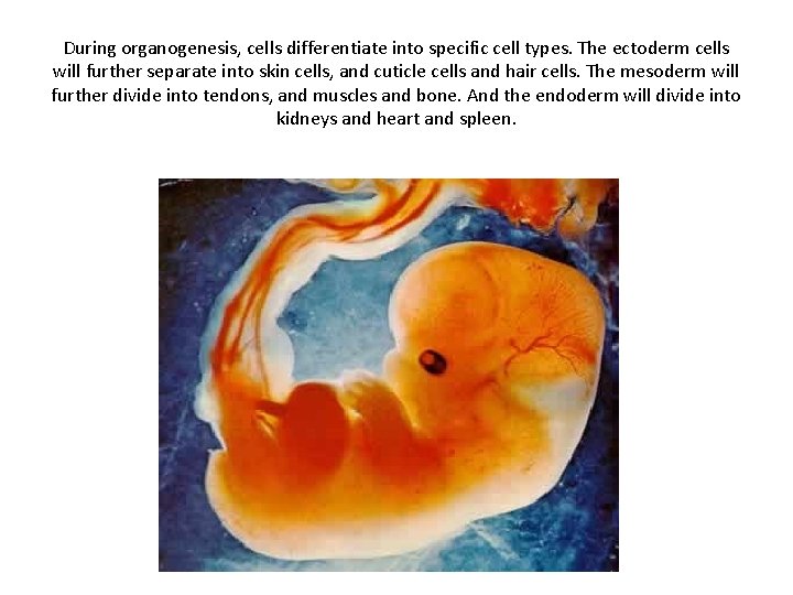 During organogenesis, cells differentiate into specific cell types. The ectoderm cells will further separate