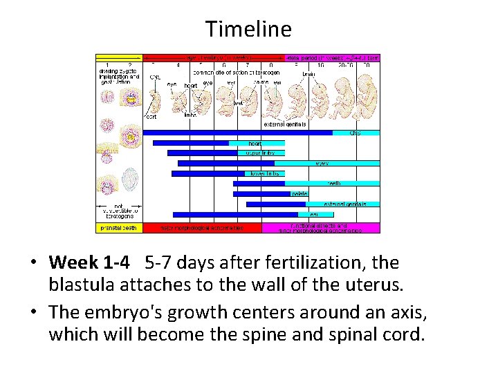 Timeline • Week 1 -4 5 -7 days after fertilization, the blastula attaches to