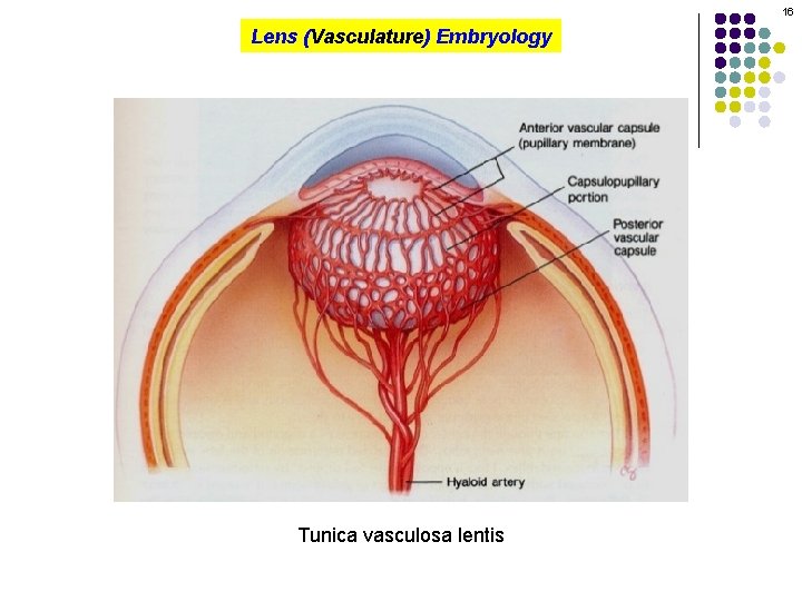 16 Lens (Vasculature) Embryology Tunica vasculosa lentis 
