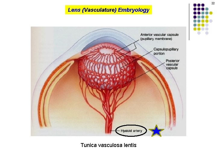 22 Lens (Vasculature) Embryology Tunica vasculosa lentis 