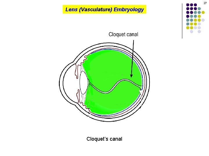 27 Lens (Vasculature) Embryology Cloquet’s canal 