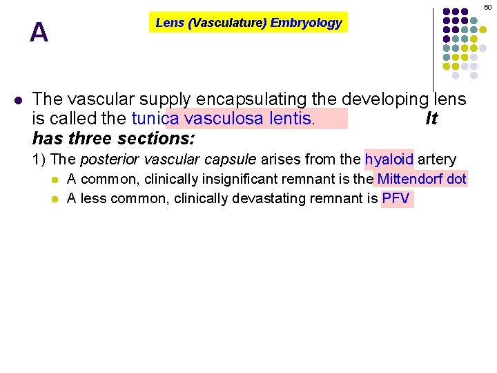 60 A l Lens (Vasculature) Embryology The vascular supply encapsulating the developing lens is