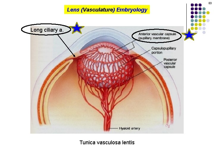 83 Lens (Vasculature) Embryology Long ciliary a. Tunica vasculosa lentis 