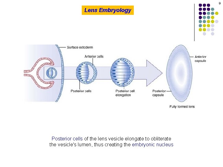 9 Lens Embryology Posterior cells of the lens vesicle elongate to obliterate the vesicle's