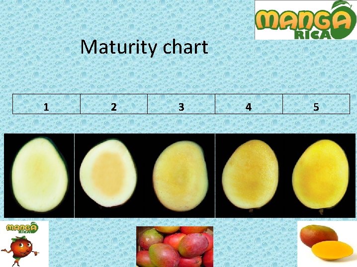 Maturity chart 1 2 3 4 5 