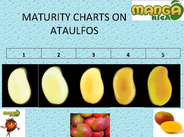 MATURITY CHARTS ON ATAULFOS 1 2 3 4 5 