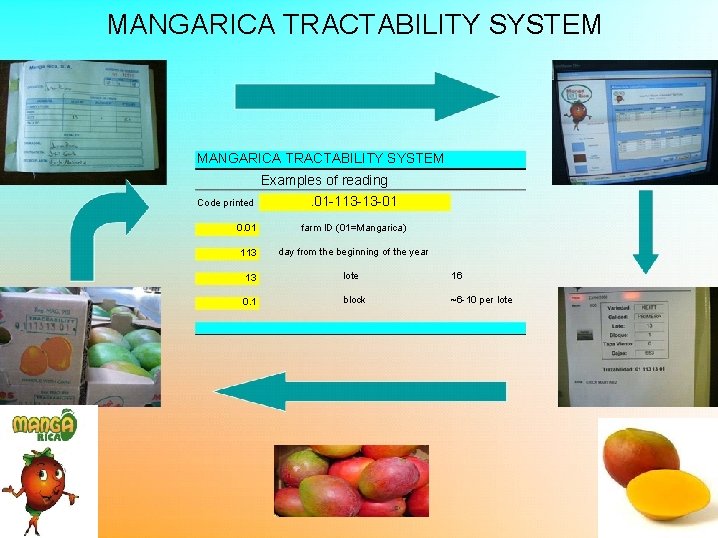 MANGARICA TRACTABILITY SYSTEM Code printed Examples of reading. 01 -113 -13 -01 0. 01