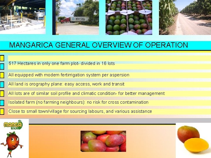 MANGARICA GENERAL OVERVIEW OF OPERATION 517 Hectares in only one farm plot- divided in