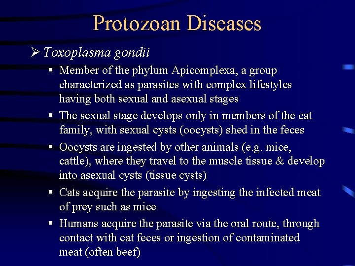 Protozoan Diseases Ø Toxoplasma gondii § Member of the phylum Apicomplexa, a group characterized Protozoan Diseases Ø Toxoplasma gondii § Member of the phylum Apicomplexa, a group characterized