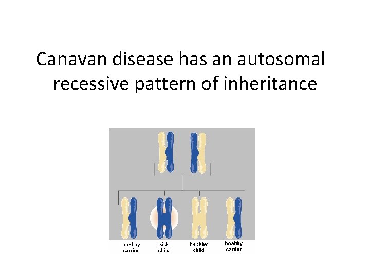 Canavan disease has an autosomal recessive pattern of inheritance 