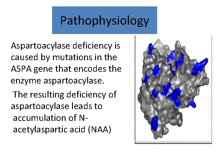 Pathophysiology Aspartoacylase deficiency is caused by mutations in the ASPA gene that encodes the