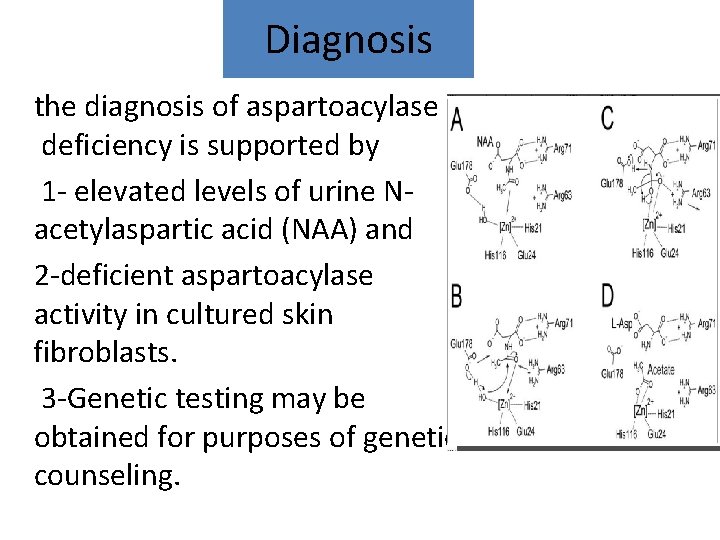 Diagnosis the diagnosis of aspartoacylase deficiency is supported by 1 - elevated levels of
