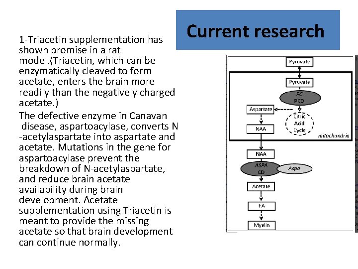 1 -Triacetin supplementation has shown promise in a rat model. (Triacetin, which can be