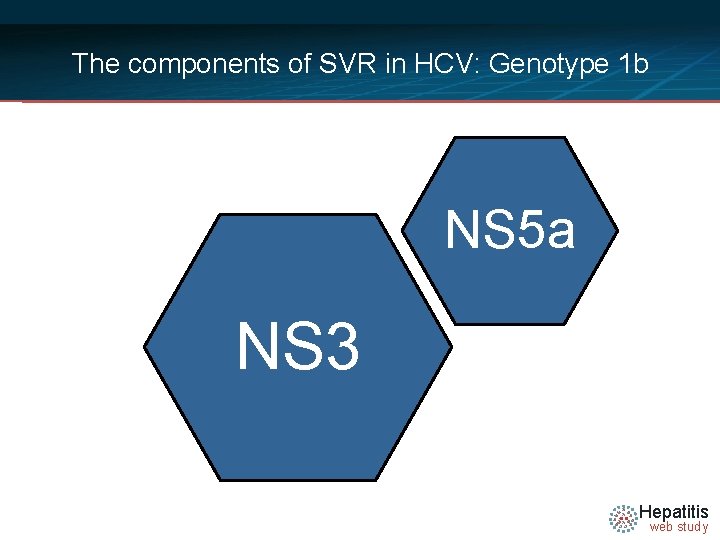 The components of SVR in HCV: Genotype 1 b NS 5 a NS 3