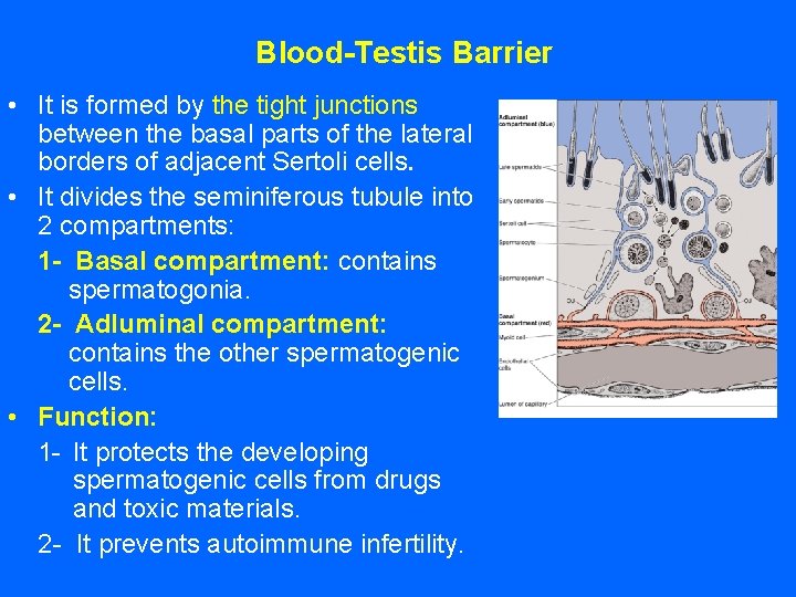 Blood-Testis Barrier • It is formed by the tight junctions between the basal parts
