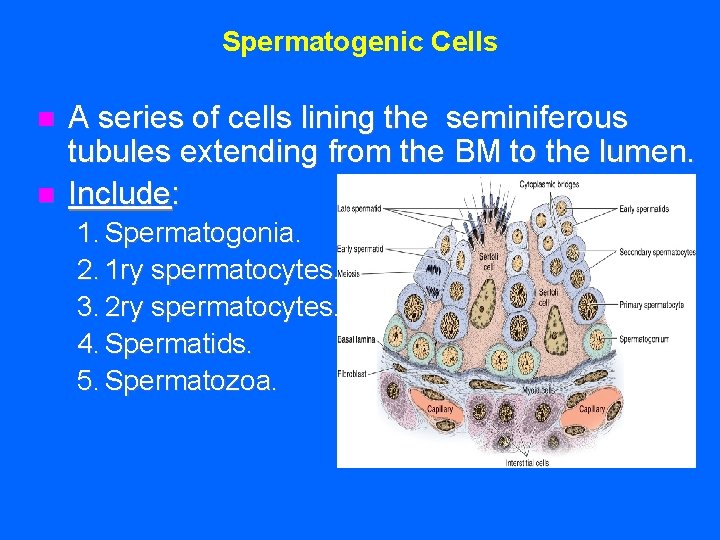 Spermatogenic Cells n n A series of cells lining the seminiferous tubules extending from