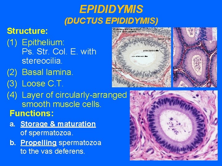 EPIDIDYMIS (DUCTUS EPIDIDYMIS) Structure: (1) Epithelium: Ps. Str. Col. E. with stereocilia. (2) Basal