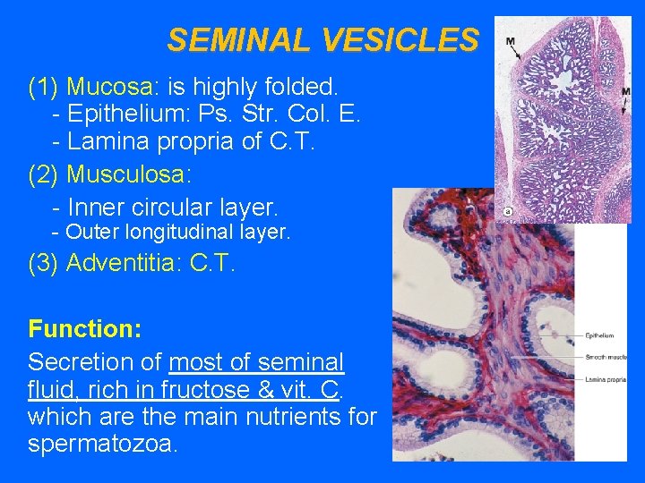 SEMINAL VESICLES (1) Mucosa: is highly folded. - Epithelium: Ps. Str. Col. E. -