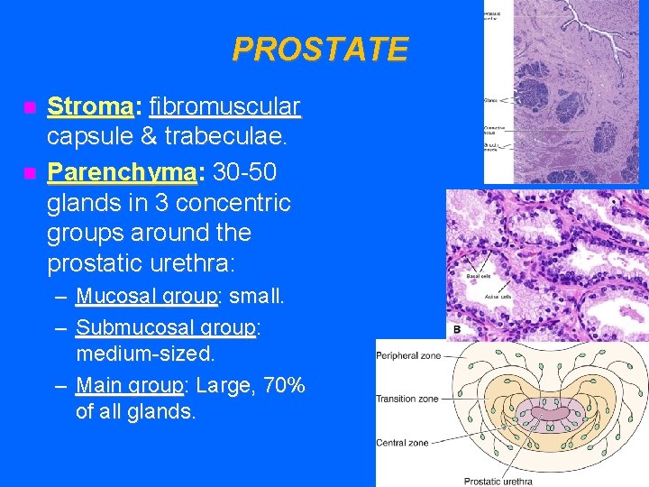 PROSTATE n n Stroma: fibromuscular capsule & trabeculae. Parenchyma: 30 -50 glands in 3
