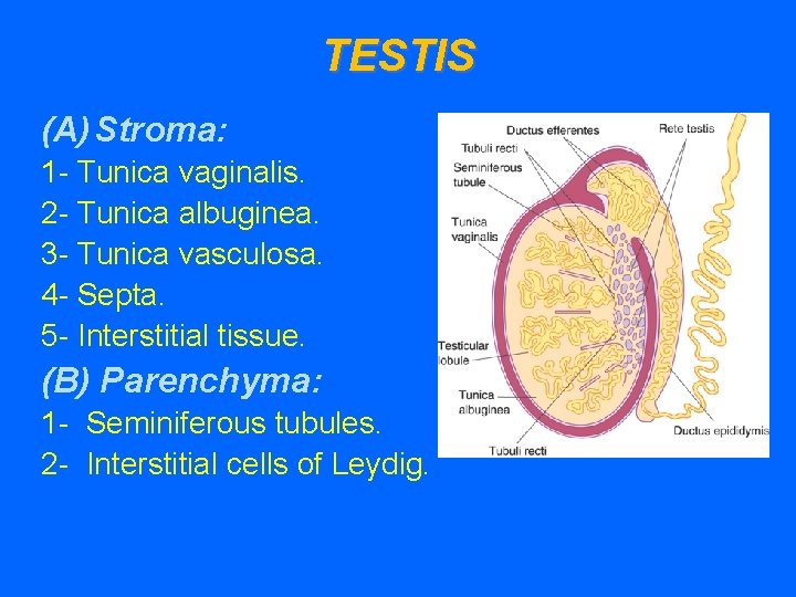 TESTIS (A) Stroma: 1 - Tunica vaginalis. 2 - Tunica albuginea. 3 - Tunica