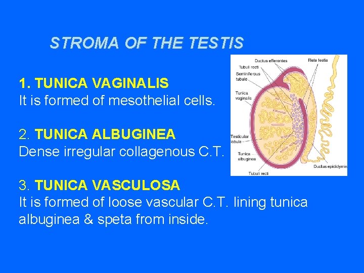 STROMA OF THE TESTIS 1. TUNICA VAGINALIS It is formed of mesothelial cells. 2.