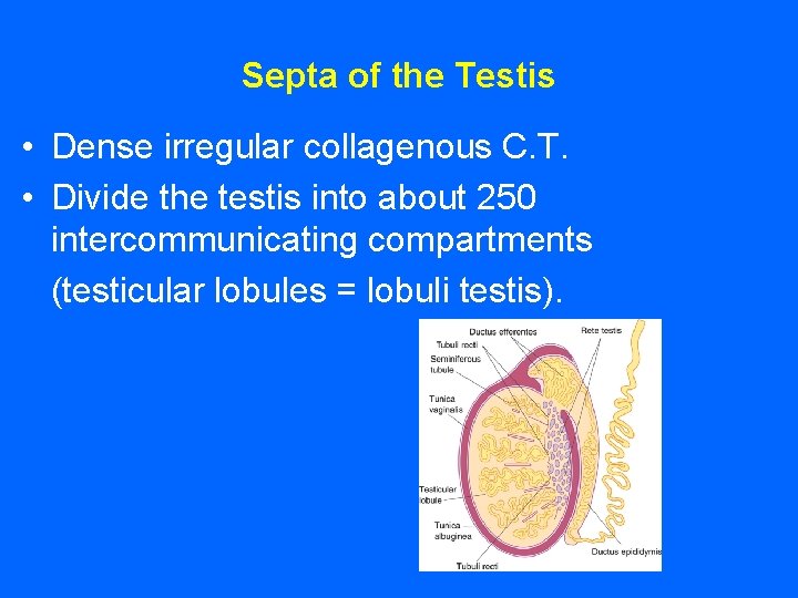 Septa of the Testis • Dense irregular collagenous C. T. • Divide the testis