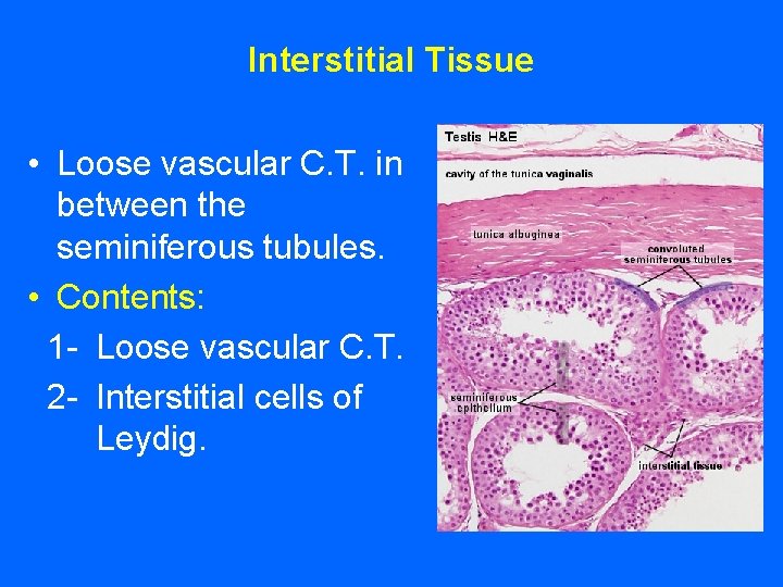 Interstitial Tissue • Loose vascular C. T. in between the seminiferous tubules. • Contents: