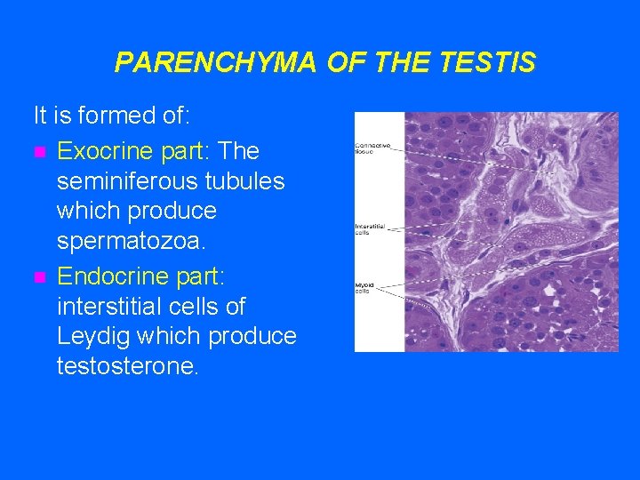 PARENCHYMA OF THE TESTIS It is formed of: n Exocrine part: The seminiferous tubules