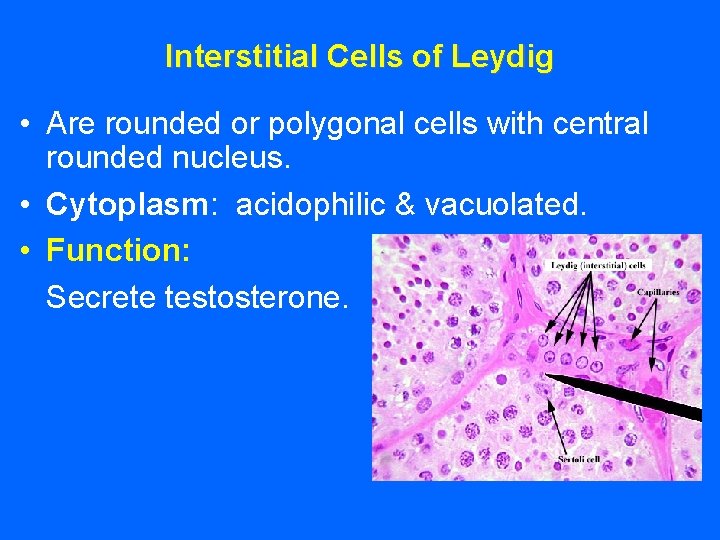 Interstitial Cells of Leydig • Are rounded or polygonal cells with central rounded nucleus.