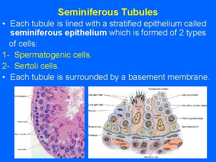 Seminiferous Tubules • Each tubule is lined with a stratified epithelium called seminiferous epithelium